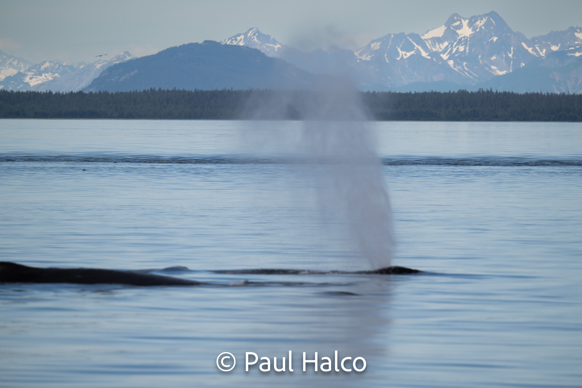 Paul Halco - General Alaska-26